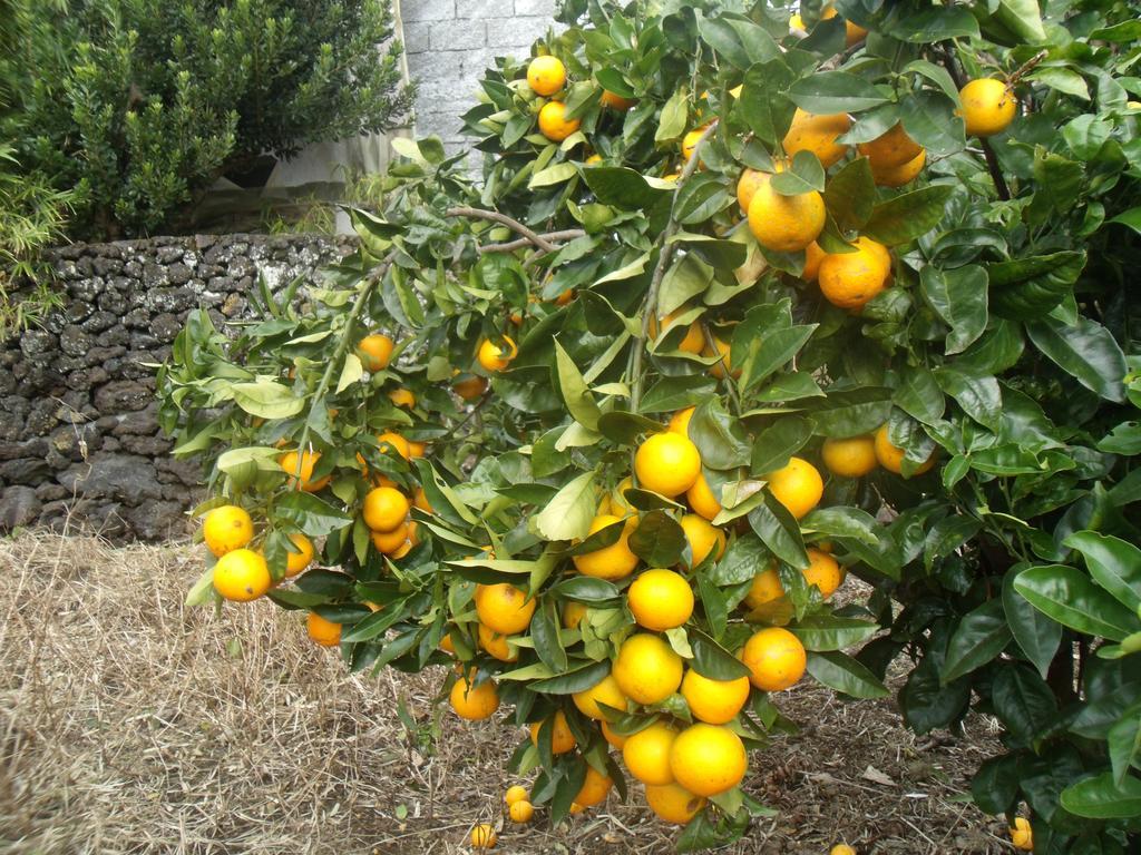 Hotel Tropical Fruit Garden Velas Zewnętrze zdjęcie
