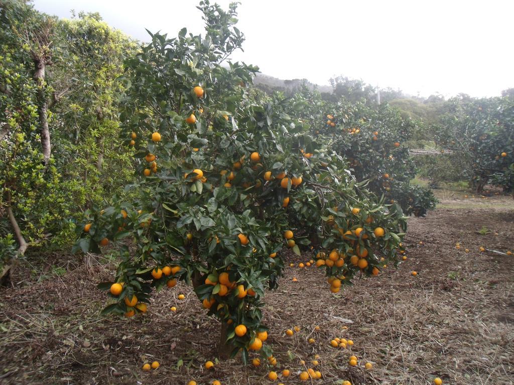 Hotel Tropical Fruit Garden Velas Zewnętrze zdjęcie