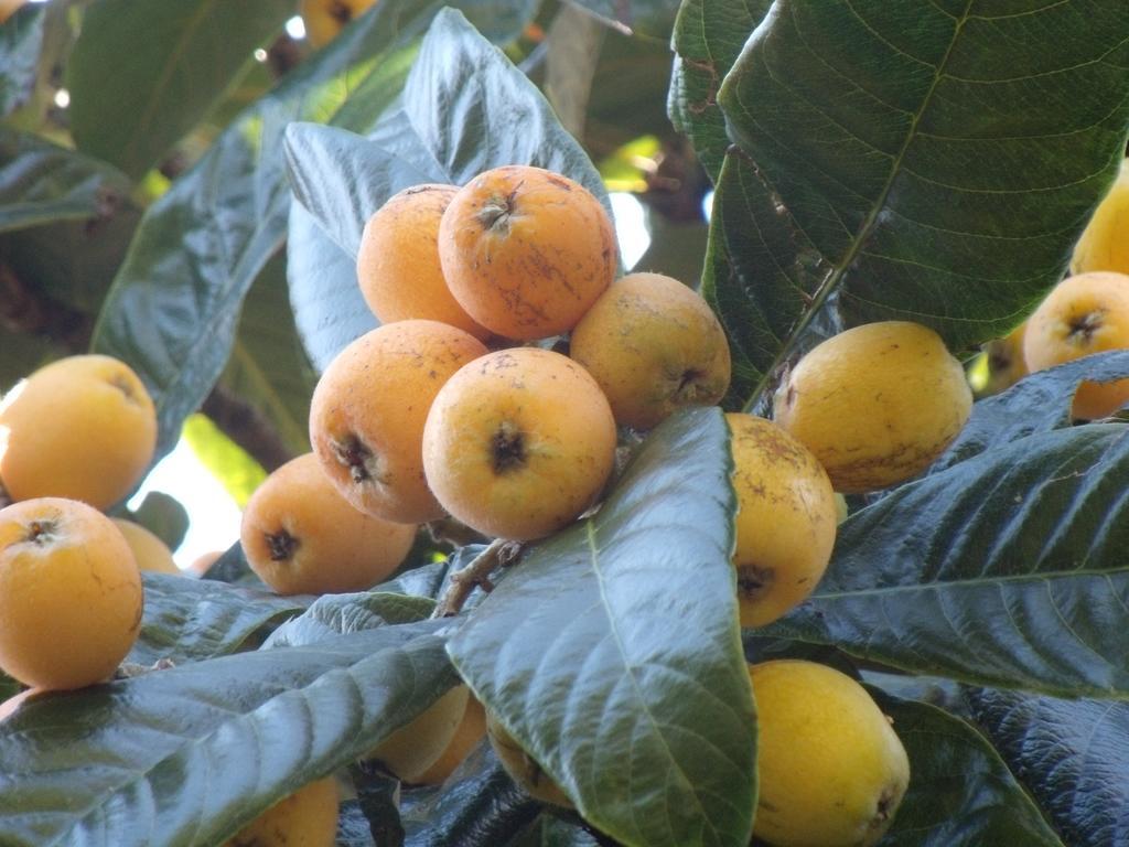 Hotel Tropical Fruit Garden Velas Zewnętrze zdjęcie